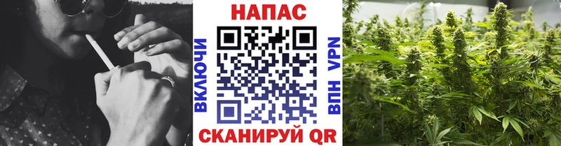 Конопля планчик  Зуевка 